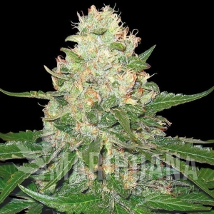 Rocklock - GROW YOUR OWN