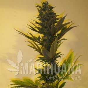 Critical Herer Auto - KETAMA SEEDS