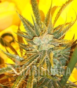 Ketama Cheese Auto - KETAMA SEEDS