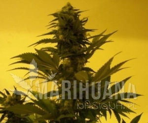 Critical Ketama - KETAMA SEEDS