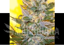 Creation - KETAMA SEEDS