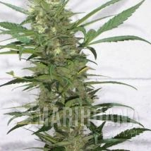 Creative - KETAMA SEEDS