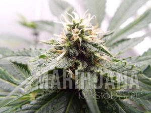 Inspiration - KETAMA SEEDS
