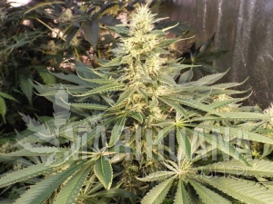 Mujica Gold - KETAMA SEEDS