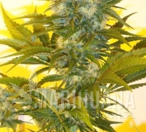 Kamnesia - KETAMA SEEDS
