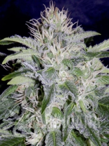 24 Carat - MEPHISTO GENETICS
