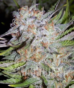 Chem City Blues - MEPHISTO GENETICS