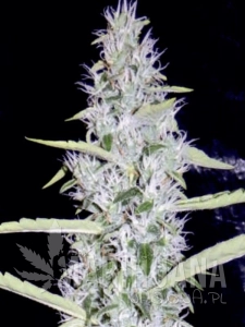Fantasmo Express - MEPHISTO GENETICS