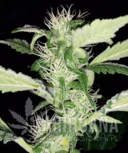 Heisenberg Special - MEPHISTO GENETICS