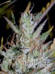 Hubbabubbasmelloscope - MEPHISTO GENETICS