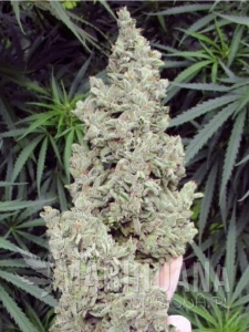 Ripley's OG - MEPHISTO GENETICS