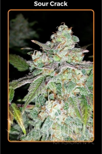 Sour Crack - MEPHISTO GENETICS
