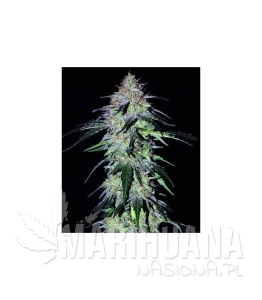 Sour Hound F2 - MEPHISTO GENETICS