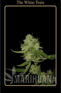 The White Train - MEPHISTO GENETICS