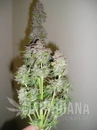 Toof Decay - MEPHISTO GENETICS