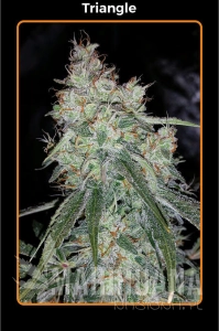 Triangle Kush - MEPHISTO GENETICS