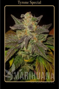 Tyrone Special - MEPHISTO GENETICS