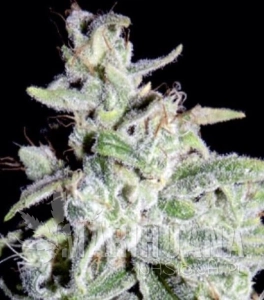 Walter White - MEPHISTO GENETICS