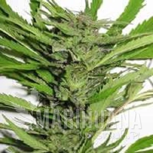 Afghani Special - KC BRAINS