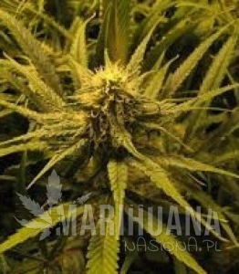 Brain Damage - KC BRAINS