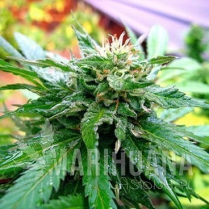 California Special - KC BRAINS