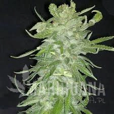Cristal Paradise - KC BRAINS