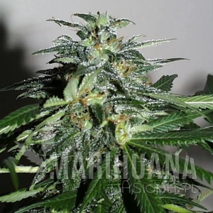Cyber Cristal - KC BRAINS