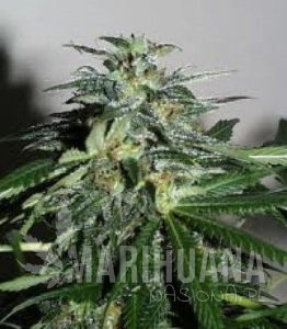 K.C. 42 - KC BRAINS