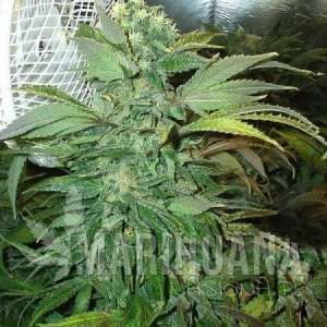 K.C. 45 - KC BRAINS