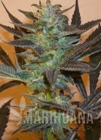 K.C. 48 - KC BRAINS