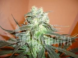 Mango - KC BRAINS
