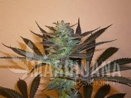 Mind Bender - KC BRAINS