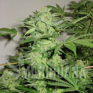 Northern Light Special - KC BRAINS