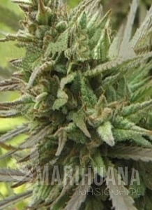Spontanica - KC BRAINS