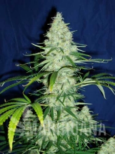 Sweet Dreams - KC BRAINS
