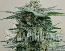 AK Kush - KALASHNIKOV SEEDS