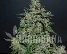 AK Kush Express - KALASHNIKOV SEEDS