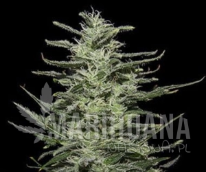 Amnesia Molotov - KALASHNIKOV SEEDS