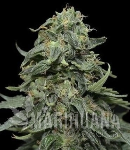 Kabul Express - KALASHNIKOV SEEDS