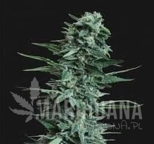 Kubanskiy Ubiyza - KALASHNIKOV SEEDS