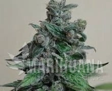 Moscow Blueberry - KALASHNIKOV SEEDS