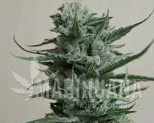 Siberian Haze - KALASHNIKOV SEEDS