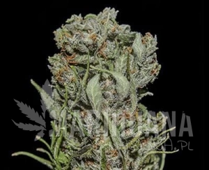 White Critical Express - KALASHNIKOV SEEDS