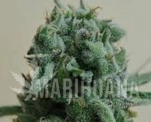 White Widow 47 - KALASHNIKOV SEEDS