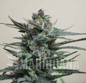Blue Acid Auto - KALASHNIKOV SEEDS