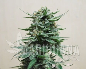 Northern Russian Auto - KALASHNIKOV SEEDS