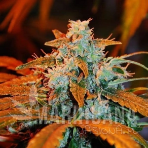 Auto Blueberry - G13 LABS