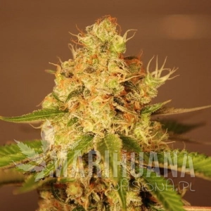 Auto Diesel - G13 LABS