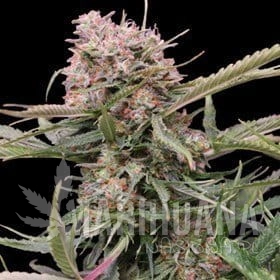 Auto Gigabud - G13 LABS