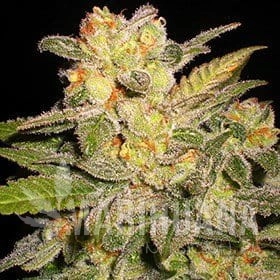 AUTO NL - G13 LABS
